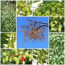 Venda quente a frio puro prensado 100% puro <span class=keywords><strong>Neem</strong></span> óleo para mistura de óleo essencial, plantas, fazendo pesticidas - Product Image 3