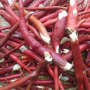 สารสกัดจากพืช Curculigo Orchioides Gaertn ฮอลิเดย์-เวียต เดลต้า แบบแห้งทั้งต้น - Product Image 5