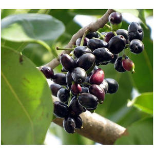 Extrait de fruit de Jamun - Product Image 1