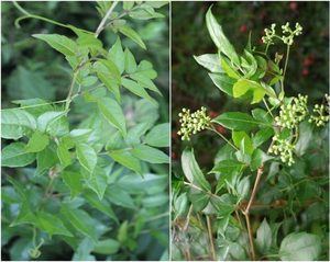 Té Ampelopsis cantoniensis - Product Image 3