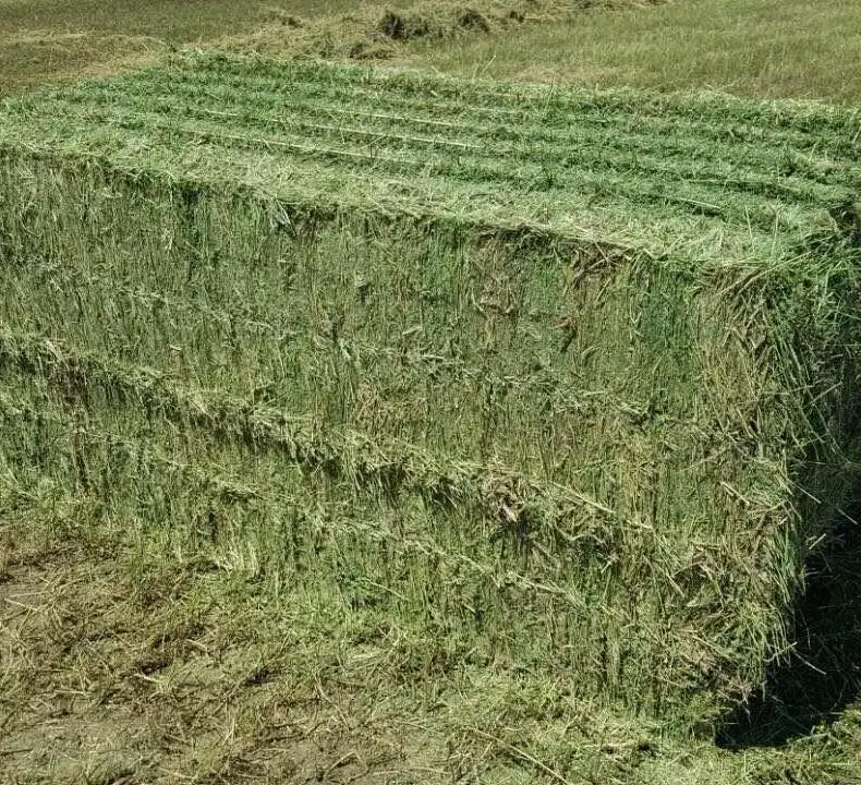 Alfalfa Hooi Blokjes Product Van Hoge Kwaliteit, Vers Gewas Klaar Om Te Exporteren Van Egypte