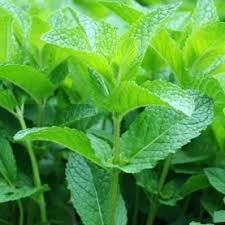 Bulk Supplier and Exporter of Healthy Skin and Hair Peppermint <b>Hydrosol</b> Relaxation and Body Care Essential Oil - Product Image 6
