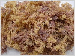 Dry EUCHEUMA COTTONII/Sargassum Seaweed High Quality - Ms: Holiday - Product Image 3