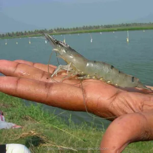 Soin d'acupuncture végétale, tigre noir, crevettes, bactéries - Product Image 1