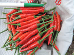 Chile fresco de alta calidad de Vietnam - Product Image 4