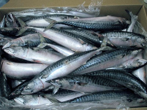 Pescado Macarela de Agua Dulce de Primera Calidad, Congelado al Vacío (BQF), Nutritivo, 1 kg - Product Image 2