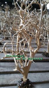 Bois flotté de bonsaï d'aquarium - Product Image 6