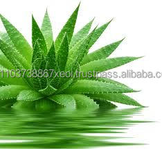 Extrait d'aloès aloevera poudre produits pour l'exportation fabriqué au Vietnam - Product Image 3