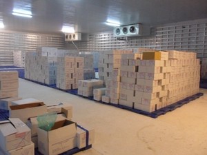 ANANAS FRAIS VIETNAMIEN/OFFRE D'ANANAS FRAIS DU VIETNAM - Product Image 3