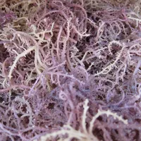 Сушеные хлопковые водоросли, сушеные водоросли Spinosum WHATSAPP + 84-845-639-639