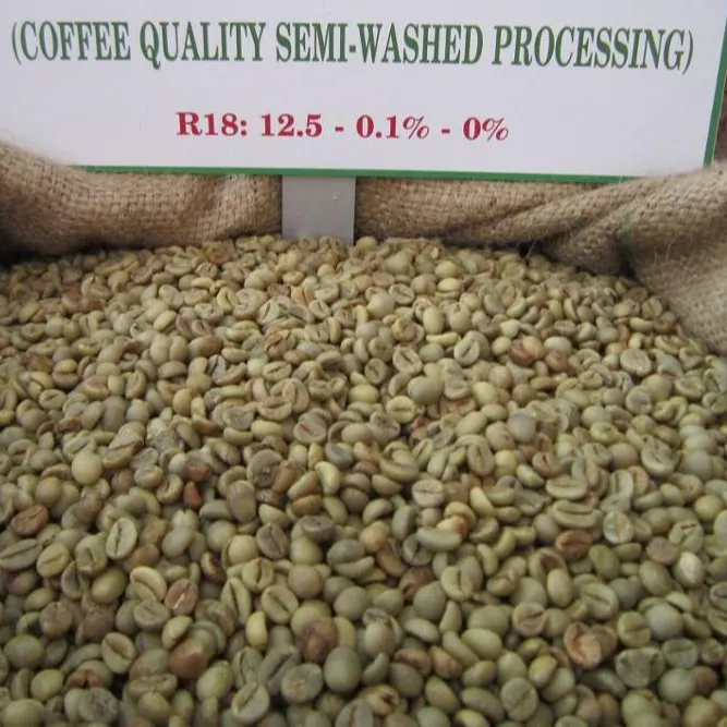 Chicchi di caffè verde Robusta di Phalco Vietnam 0084971054925 spezie a buon mercato di alta qualità