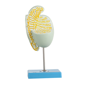GD/A15103 Generale Medico Ingrandita Testicolo Modello (Testicolo Modello di Anatomia) - Product Image 1