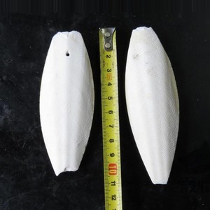 Ossa di seppie secche per uccelli-mangime per uccelli sig. Ra <span class=keywords><strong>Sophie</strong></span> 0084901022641