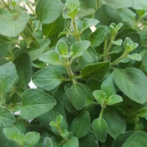 น้ำมันหอมระเหยออริกาโนบริสุทธิ์น้ำมันหอมระเหยออริกาโน่เกรดน้ำมันหอมระเหย - Product Image 5