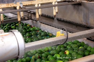Mejor Precio en Aguacate Hass Fresco, Variedad Orgánica - Product Image 3