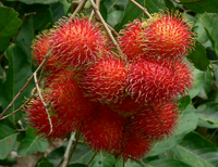 Vers Fruit/Rambutan/Verse Rambutan/Zoete Rambutan
