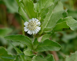 Huile de Bhringraj Premium pour la Croissance des Cheveux - 100% Pure et Naturelle |   Approvisionnement en vrac avec emballage personnalisé disponible - Product Image 5