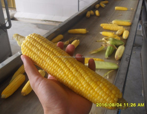 Granos de Maíz Congelados/Granos de Maíz Deshidratados - Product Image 4