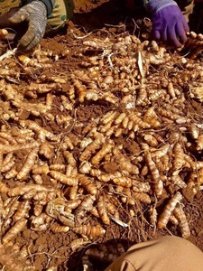 ขมิ้นหั่นบางๆแห้ง-นิ้วขมิ้นสดปอกเปลือก-น้ำเต้อแห้งผงขมิ้น - Product Image 5