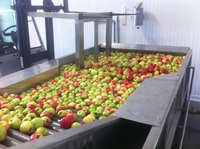 Verse Royal Gala Fuji Golden Delicious Red Delicious Appels - Graad AA, natuurlijk zoet