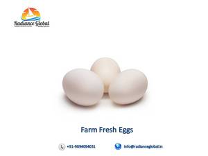 Farm Fresh Indian Chicken Eggs - Product Image 2