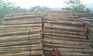 เสาไม้ไผ่แข็งแรงขนาดใหญ่ในเวียดนาม - Product Image 6