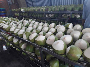 Cocos Verdes Maduros Frescos con Cáscara Completa de Alta Calidad Disponibles a Buenos Precios - Product Image 2