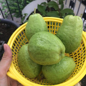 เวียดนามสด GUAVAS/สีขาวเนื้อ/สีแดงเนื้อฝรั่ง2020 - Product Image 1