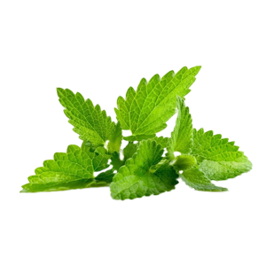 Private Label <b>Peppermint</b> Essential <b>Oil</b> Manufacturer High Menthol Content <b>Peppermint</b> <b>Oil</b> Exporter for Cosmetics and Soap Making - Product Image 4