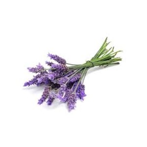 Aceite Esencial de Lavanda Orgánico Certificado, Hidratante Antienvejecimiento, Certificado COA/MSDS/ISO, Forma Líquida, Proveedor Mayorista para Todos - Product Image 1