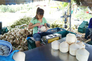 Coco Fresco/Agua de Coco a Granel/Precio del Coco Fresco en 2020 - Product Image 3