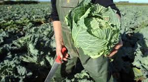 Thu hoạch mới 100% bắp cải tươi hữu cơ để xuất khẩu - Product Image 2