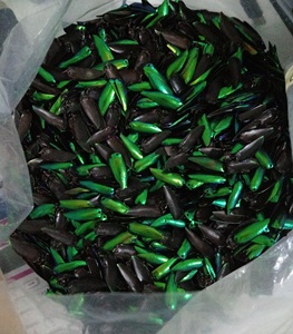 Componente de Joyería con Diseño de Ala de Escarabajo - Product Image 3