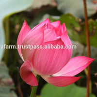 Frische Natürliche Rosa Lotusblüten 60-80cm Sträuße Export aus Vietnam Topseller 2022