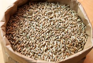Premium Qualité Seigle Saveur De Grains À Vendre - Product Image 2