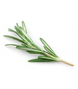 100% Pure Organic Rosemary Essential Oil for Hair Growth Skin & Aromatherapy Bulk Wholesale OEM Supplier from India - Product Image 5