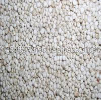 Graines de sorgho blanc de qualité supérieure à usage alimentaire polyvalent disponible en quantité en vrac au prix de gros - Product Image 2