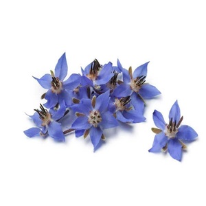 น้ำมันบอเรจบริสุทธิ์และเป็นธรรมชาติ100% น้ำมันสกัดเย็นจากเมล็ดน้ำมันขนส่งของเหลวสำหรับนวดน้ำมันหอมระเหยและสปา - Product Image 1