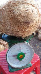 มะพร้าวเปลือกบางแบบกึ่งปอกเปลือกจากเวียดนาม บรรจุถุงตาข่าย 25 กก. ผลิตภัณฑ์ทางการเกษตร - Product Image 3