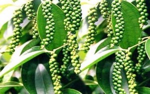 Pimienta verde de belleza fresca, el precio más caliente para los compradores - Product Image 6