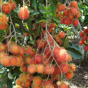 Rambutan frais, sucré et savoureux au meilleur prix / Mme Holiday - Product Image 2