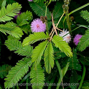 Aceite de Mimosa (Mimosa Tenuiflora) - Product Image 5