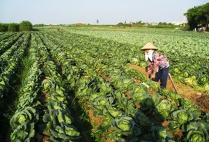 Thu hoạch mới 100% bắp cải tươi hữu cơ để xuất khẩu - Product Image 4