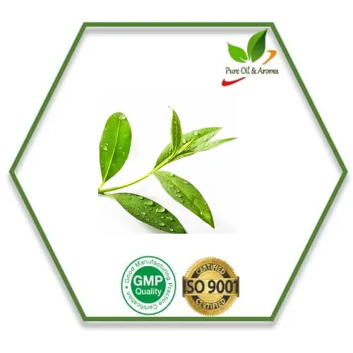 Olio puro e aroma bulk supply olio essenziale di Tea Tree puro di grado cosmetico per aromaterapia uso naturale e biologico