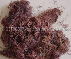 สาหร่ายเกรซิลารีอา เวอร์รูโคซา (ฮัดส์) คุณภาพดี ปาเพนฟ (คุณฮอลิเดย์) - Product Image 3