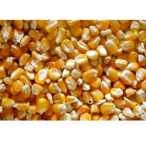 Standard Quality Bulk Supply Natural Yellow Maize