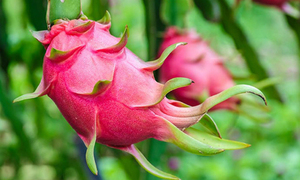 Fruits du Dragon, spécial Vietnam, rouge/blanc, frais - Product Image 5