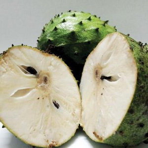 FRUIT DE COROSSOL FRAIS - Fruit de corossol vietnamien de haute qualité - Product Image 1