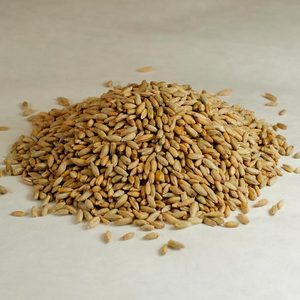 2021 Grains de seigle séchés de qualité supérieure certifiés HACCP 5% cassés - Product Image 1