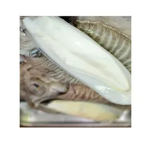 All'ingrosso osso secco di seppia spina di seppia per animali domestici rettile paguro osso naturale di seppia
